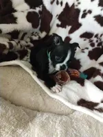 George , a male Boston Terrier for sale in Freeport, OH – Photo 3 of 4