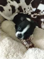 George , a male Boston Terrier for sale in Freeport, OH – Photo 2 of 4