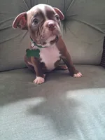 GRADY, a male Boston Terrier for sale in Freeport, OH – 2 of 3