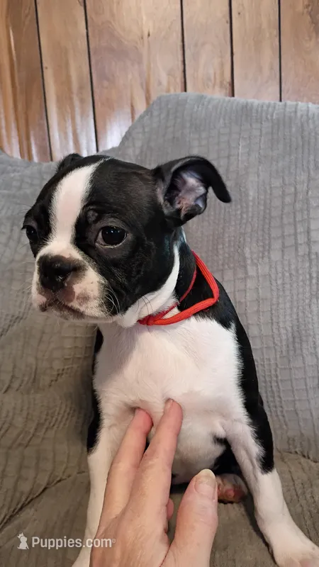 Casey  – Boston Terrier puppy for sale in Freeport, OH