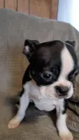 Casey , a female Boston Terrier for sale in Freeport, OH – Photo 3 of 3