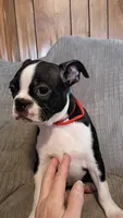 Casey , a female Boston Terrier for sale in Freeport, OH – Photo 2 of 3