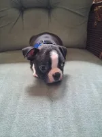 Dustin , a male Boston Terrier for sale in Freeport, OH – 4 of 4