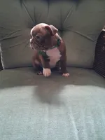GRADY, a male Boston Terrier for sale in Freeport, OH – 3 of 3