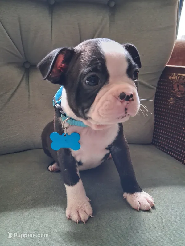 TYRUS – Boston Terrier puppy for sale in Freeport, OH