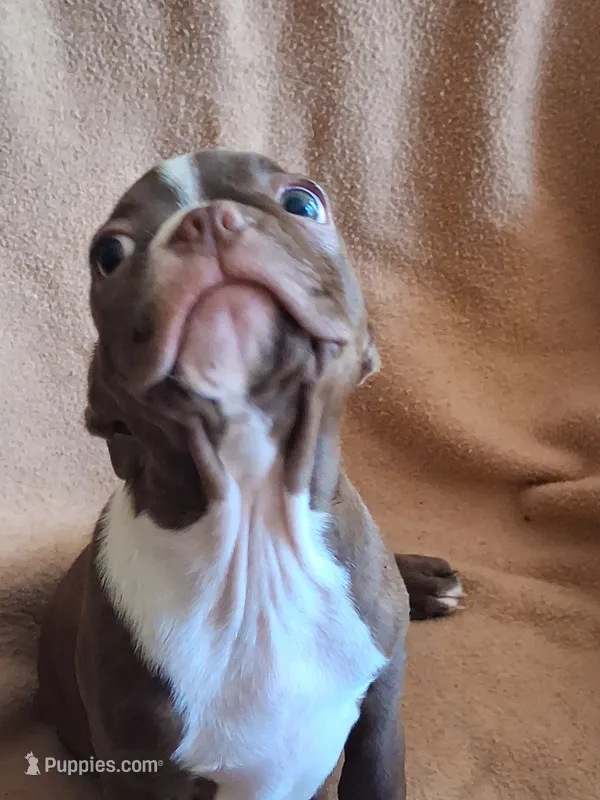 GRADY – Boston Terrier puppy for sale in Freeport, OH
