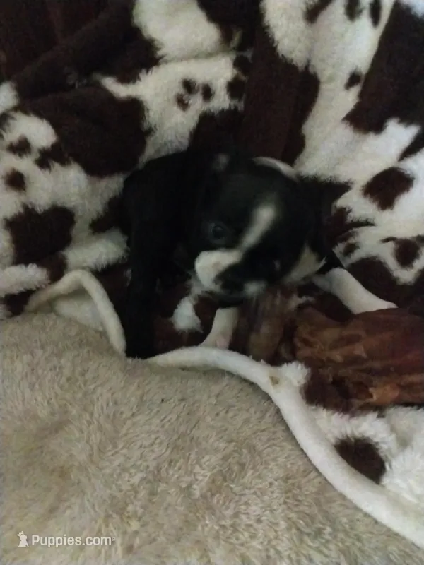 Sara – Boston Terrier puppy for sale in Freeport, OH