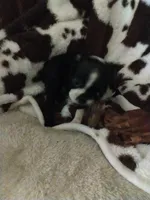 Sara, a female Boston Terrier for sale in Freeport, OH – Photo 1 of 5