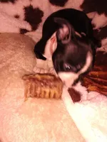 Sara, a female Boston Terrier for sale in Freeport, OH – Photo 3 of 5