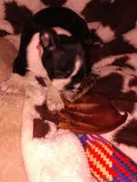 Sara, a female Boston Terrier for sale in Freeport, OH – Photo 5 of 5