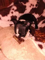 Sara, a female Boston Terrier for sale in Freeport, OH – Photo 4 of 5
