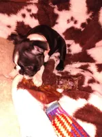 Sara, a female Boston Terrier for sale in Freeport, OH – Photo 2 of 5