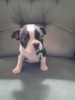 MAX, a male Boston Terrier for sale in Freeport, OH – 3 of 3