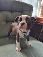 Tank, a male Boston Terrier for sale in Freeport, OH – 3 of 4