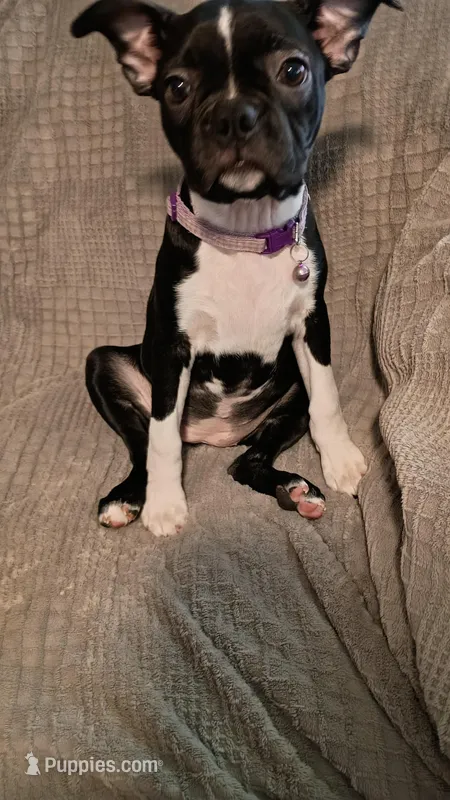 Sally – Boston Terrier puppy for sale in Freeport, OH