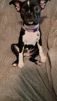 Sally, a female Boston Terrier for sale in Freeport, OH – Photo 1 of 3