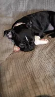 Sally, a female Boston Terrier for sale in Freeport, OH – Photo 2 of 3