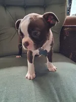 Tank, a male Boston Terrier for sale in Freeport, OH – 2 of 4