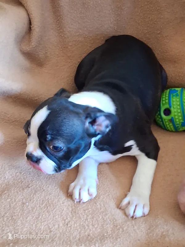 MAX – Boston Terrier puppy for sale in Freeport, OH