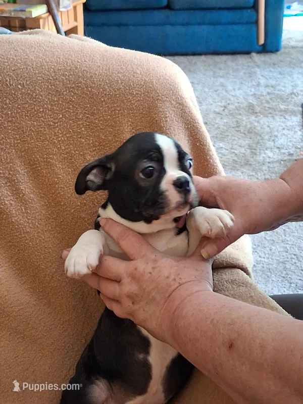 Dustin  – Boston Terrier puppy for sale in Freeport, OH