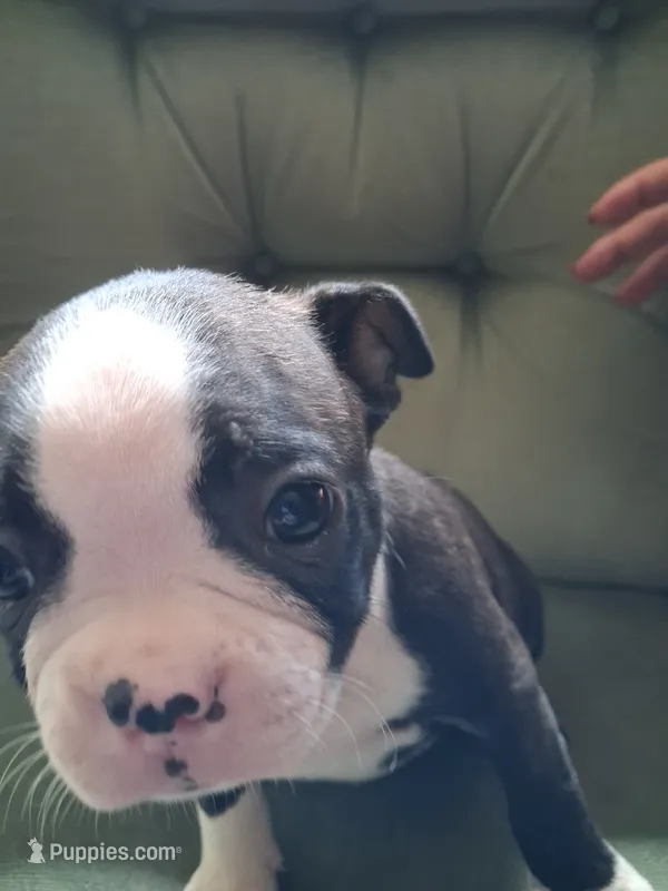 MAX – Boston Terrier puppy for sale in Freeport, OH