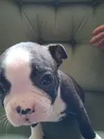 MAX, a male Boston Terrier for sale in Freeport, OH – 1 of 3