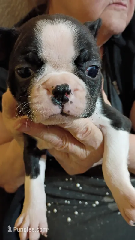 Emma, a male Boston Terrier for sale in Freeport, OH – Photo 1 of 1