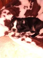 Frankie, a male Boston Terrier for sale in Freeport, OH – Photo 1 of 2