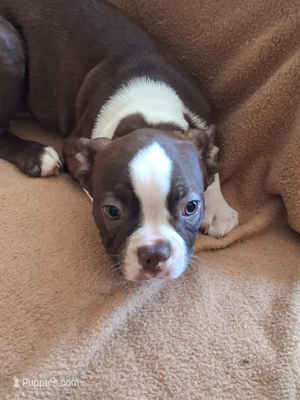 Tank – Boston Terrier puppy for sale in Freeport, OH