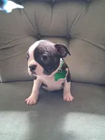 MAX, a male Boston Terrier for sale in Freeport, OH – 2 of 3