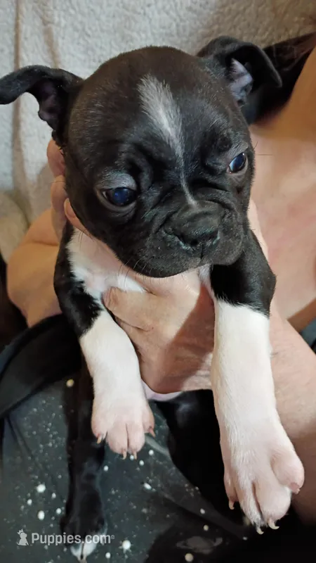 Sally, a female Boston Terrier for sale in Freeport, OH – Photo 1 of 1