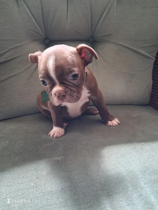 GRADY – Boston Terrier puppy for sale in Freeport, OH
