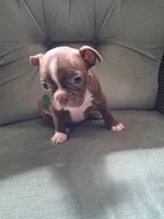 GRADY, a male Boston Terrier for sale in Freeport, OH – 1 of 3