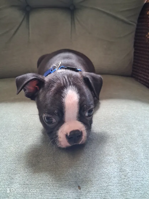 Dustin  – Boston Terrier puppy for sale in Freeport, OH