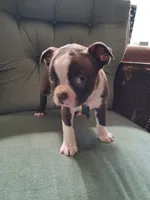 Tank, a male Boston Terrier for sale in Freeport, OH – 4 of 4