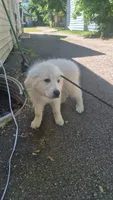 Max, a male Great Pyrenees for sale in Cleveland, OH – 2 of 3