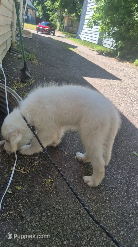 Max – Great Pyrenees puppy for sale in Cleveland, OH