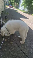 Max, a male Great Pyrenees for sale in Cleveland, OH – 1 of 3