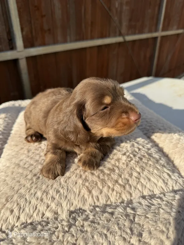 Whiskey – Miniature Dachshund puppy for sale in Franklin, TX