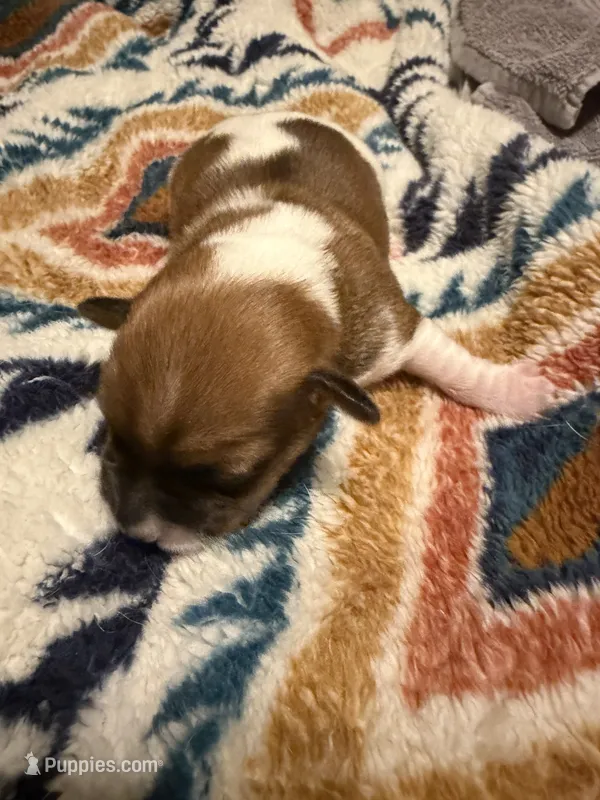Aspen – Jack Russell Terrier puppy for sale in Franklin, TX