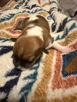 Aspen, a female Jack Russell Terrier for sale in Franklin, TX – 1 of 3