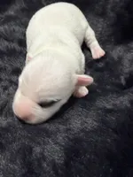 Popcorn, a male Jack Russell Terrier for sale in Franklin, TX – 3 of 3