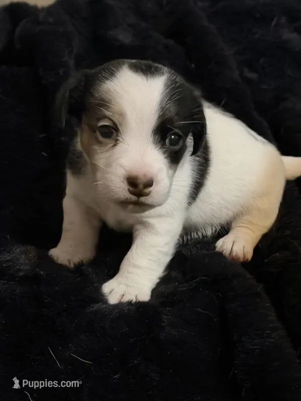 Jolene – Jack Russell Terrier puppy for sale in Franklin, TX