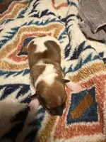 Aspen, a female Jack Russell Terrier for sale in Franklin, TX – 2 of 3