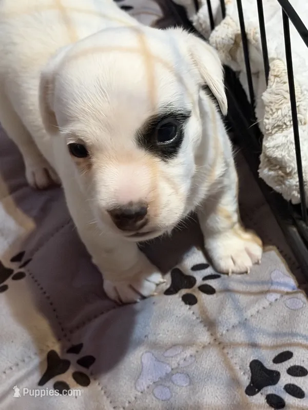 Popcorn – Jack Russell Terrier puppy for sale in Franklin, TX