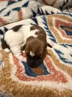 Lexie, a female Jack Russell Terrier for sale in Franklin, TX – 1 of 3