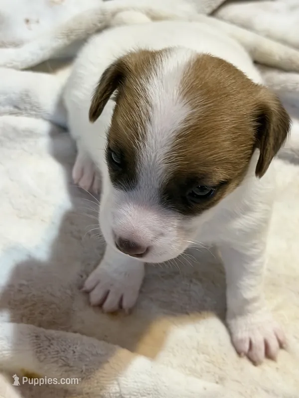 Nugget – Jack Russell Terrier puppy for sale in Franklin, TX