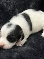 Jolene, a female Jack Russell Terrier for sale in Franklin, TX – 7 of 7