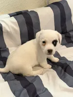 Popcorn, a male Jack Russell Terrier for sale in Franklin, TX – 4 of 4