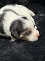 Jolene, a female Jack Russell Terrier for sale in Franklin, TX – 5 of 7